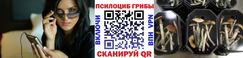 как найти наркотики  Качканар  Псилоцибиновые грибы Psilocybe 