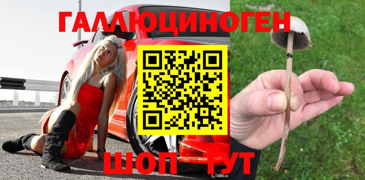 Галлюциногенные грибы Psilocybe Качканар